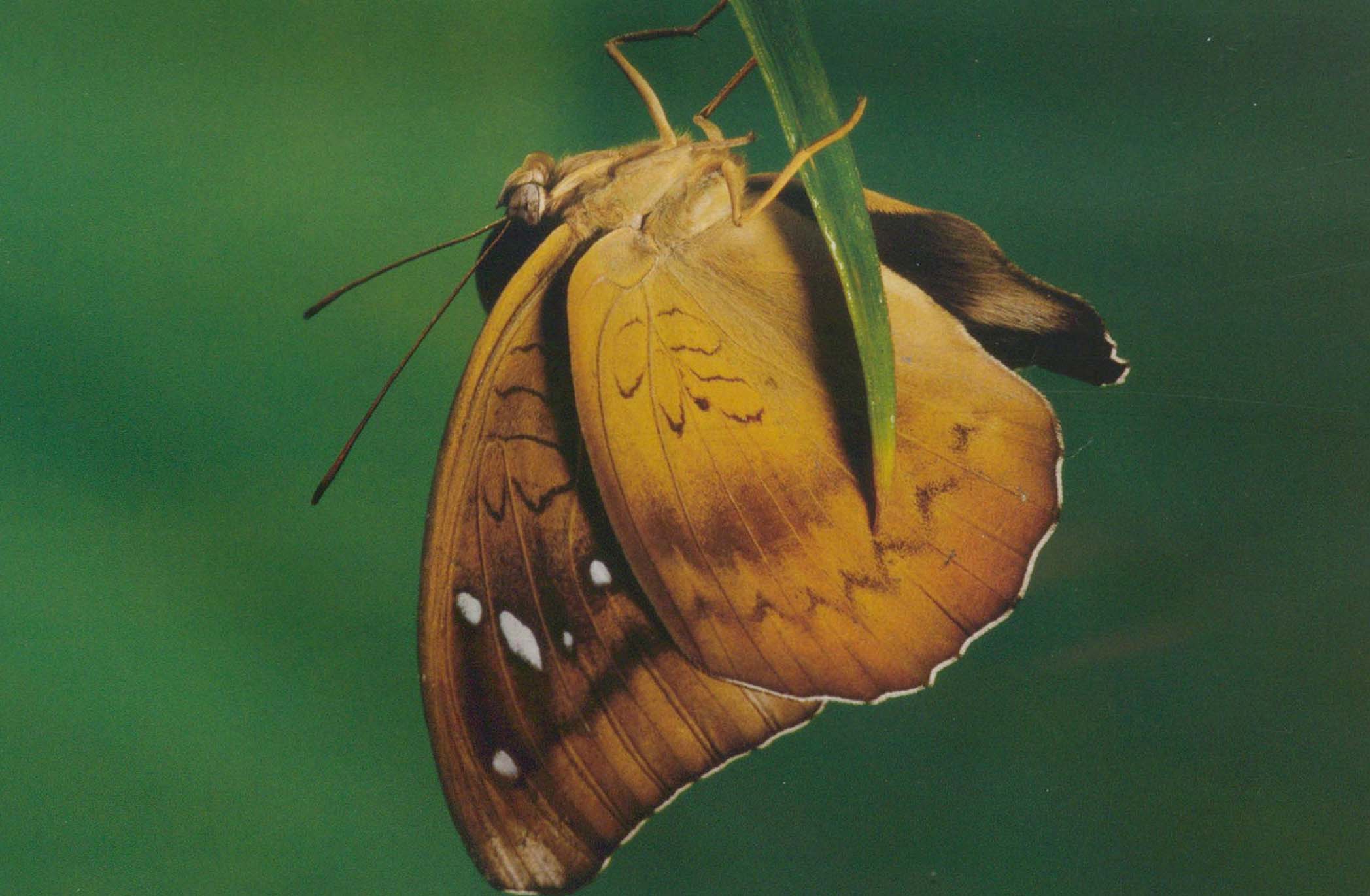 黄铜翠蛱蝶图片